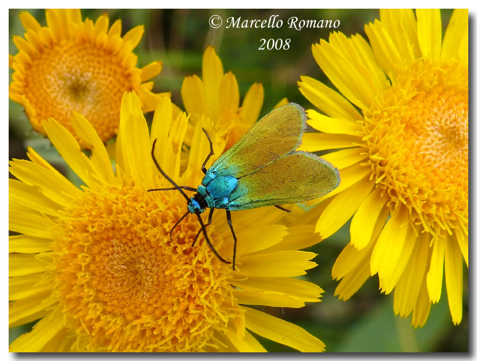 Insetti dalla Croazia: 14. Jordanita chloros (Zygaenidae)